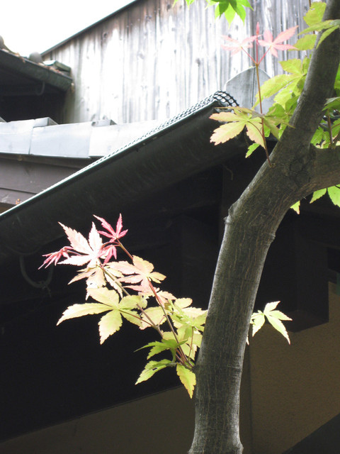 ＊08 / 05 / 13 京都。伏見稻荷大社。宇治。平等院