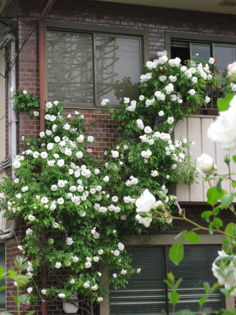 ＊08 / 05 / 13 京都。伏見稻荷大社。宇治。平等院