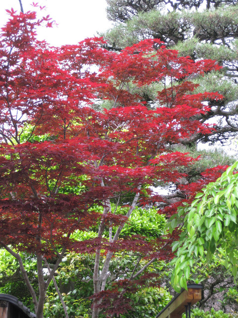 ＊08 / 05 / 13 京都。伏見稻荷大社。宇治。平等院