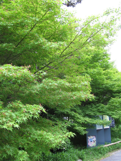 ＊08 / 05 / 13 京都。伏見稻荷大社。宇治。平等院