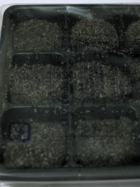 ＊08 / 05 / 14 京都行。回台灣後的怨念＊關西機場