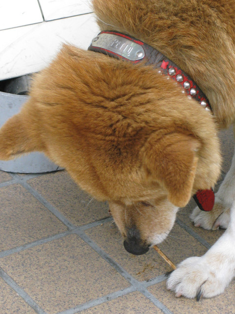 ＊08 / 05 / 13 京都。恐怖的烤麻雀 + 茶鄉料理