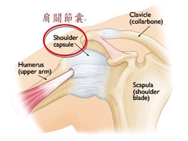 Shoulder joint 01 Shoulder joint 01