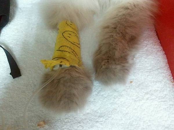 10264652_608683392561863_3936447016031824423_n 10264652_608683392561863_3936447016031824423_n