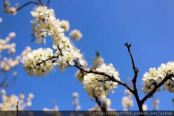 IMG_9882.JPG IMG_9882.JPG