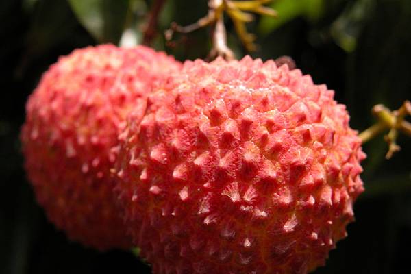 2013-06-11_荔枝 2013-06-11_荔枝