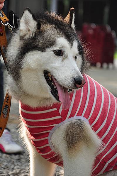 DSC_0045.jpg DSC_0045.jpg