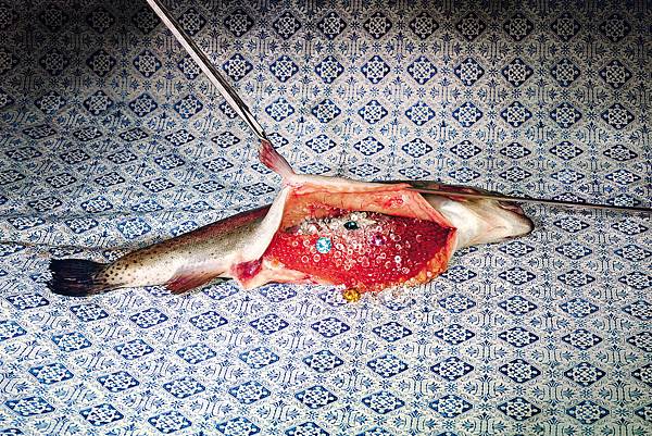 Tovagllia Pesce - Grafica Tovagllia Pesce - Grafica