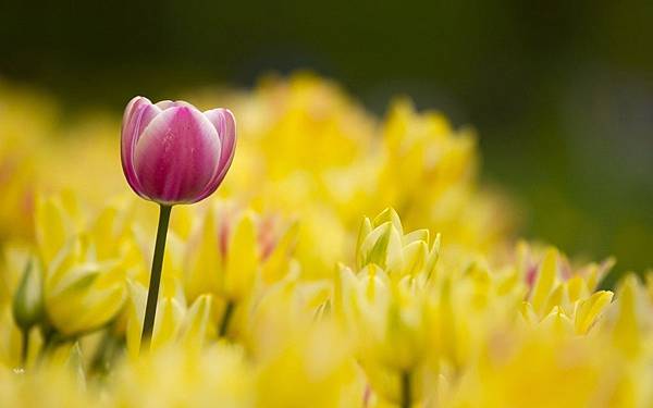 tulips-many-yellow-flowers-hd-wallpaper