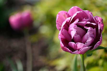 flower-focus-445x299