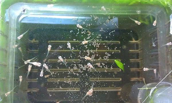 430571_361952650481959_100000016824671_1490036_461835346_n.jpg 430571_361952650481959_100000016824671_1490036_461835346_n.jpg