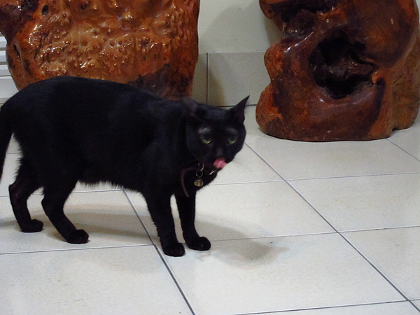 2916903abf491df8cfa808ae80bdc568.jpg?v=1290397573 2916903abf491df8cfa808ae80bdc568.jpg?v=1290397573