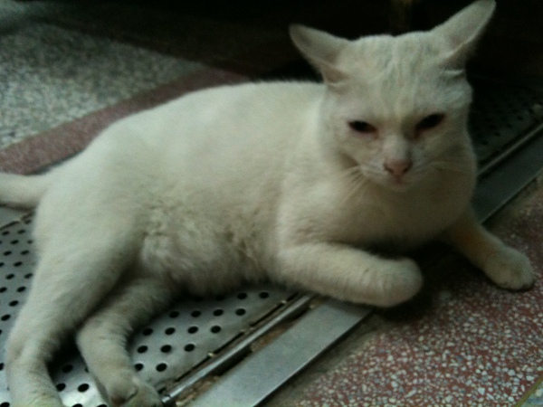 7a26f398c8b2d102ce7d6bf3c335b00d.jpg?v=1287938659 7a26f398c8b2d102ce7d6bf3c335b00d.jpg?v=1287938659