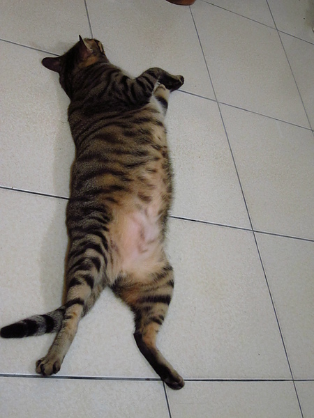 a37fbb5f26903b3a1f673f77ea950e37.jpg?v=1290397573 a37fbb5f26903b3a1f673f77ea950e37.jpg?v=1290397573