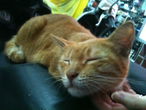 c08d09635017965a2cf6a33e0279ade7.jpg?v=1287938659 c08d09635017965a2cf6a33e0279ade7.jpg?v=1287938659