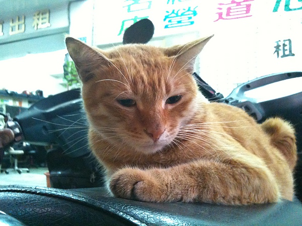 dd3149b1c3f9819d6ca3d8c7ab45b84f.jpg?v=1287938659 dd3149b1c3f9819d6ca3d8c7ab45b84f.jpg?v=1287938659