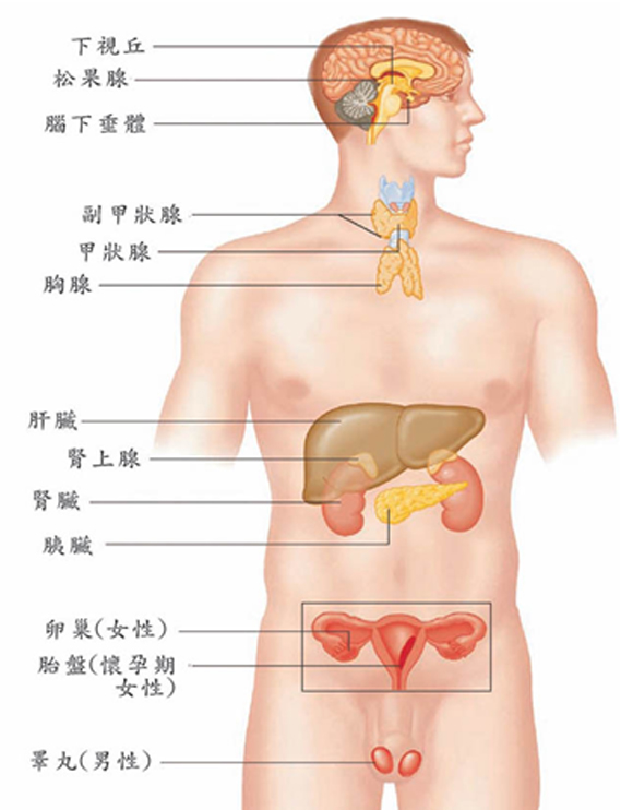 人體循環管路與遠紅外線