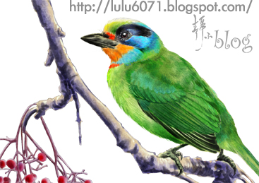 五色鳥小截圖 五色鳥小截圖