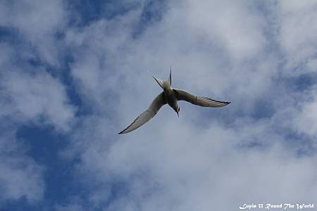 IMG_7976.JPG IMG_7976.JPG