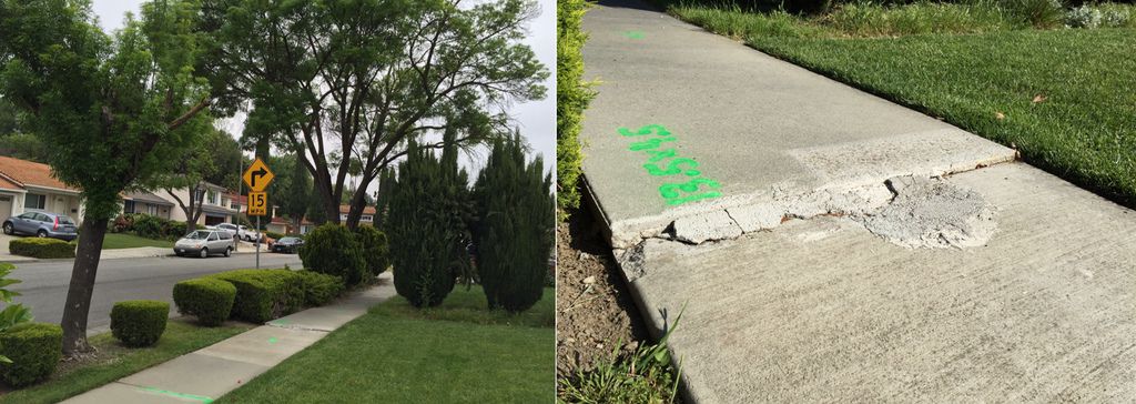 tree & sidewalk tree & sidewalk