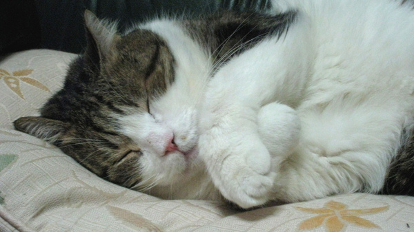 IMG_0009.JPG IMG_0009.JPG