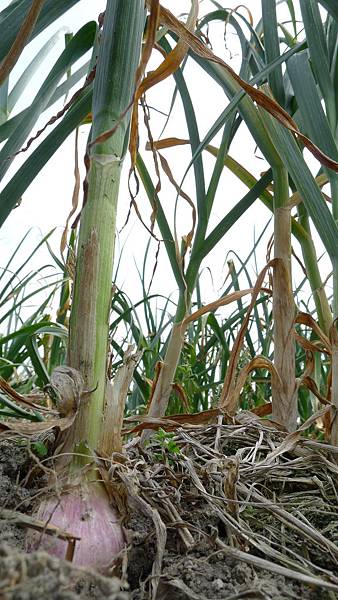 莿桐 大片黑蒜頭