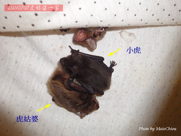 虎姑婆一家 虎姑婆一家