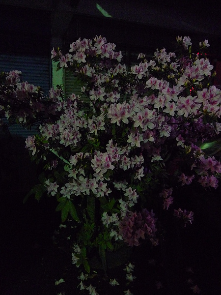 P1070021.JPG P1070021.JPG