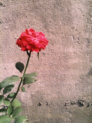 rose.jpg rose.jpg