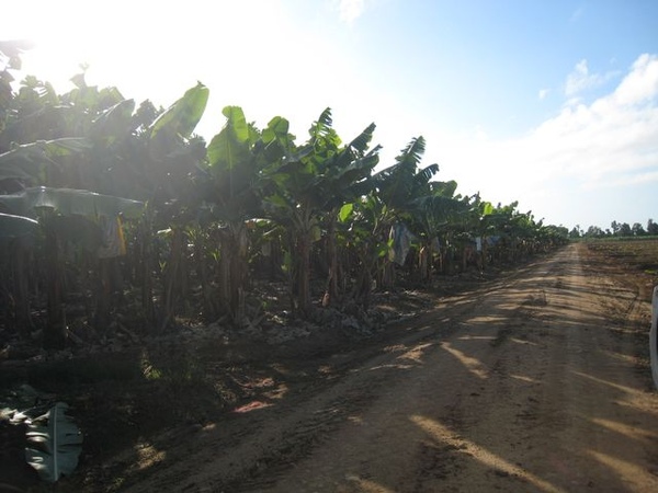 一望無際香蕉園.JPG