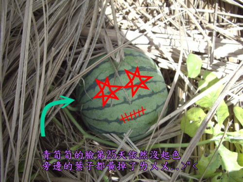 跟死神拔河的瓜瓜一號 跟死神拔河的瓜瓜一號