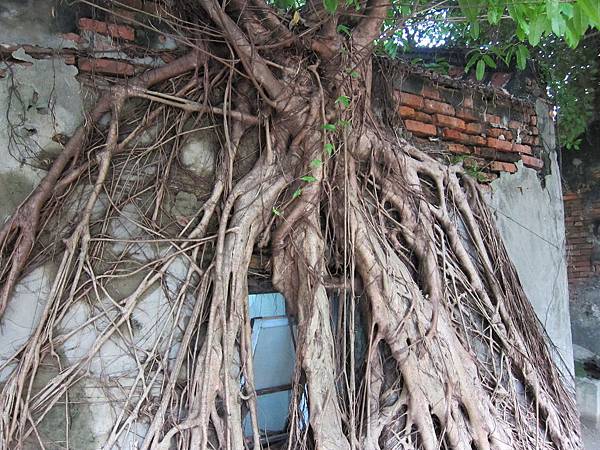 安平樹屋 安平樹屋