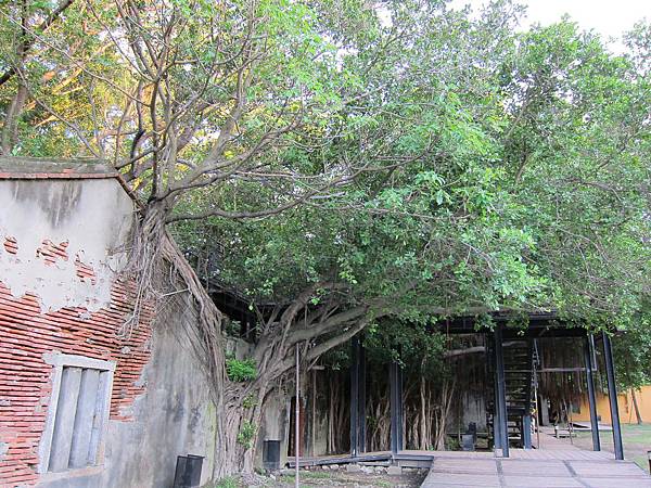 安平樹屋 安平樹屋