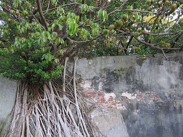 安平樹屋 安平樹屋