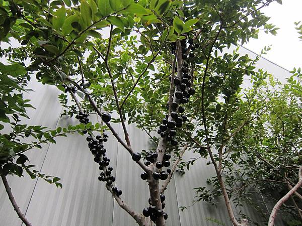 樹葡萄 IMG_7103