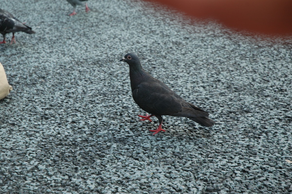 DSC_3532.JPG DSC_3532.JPG