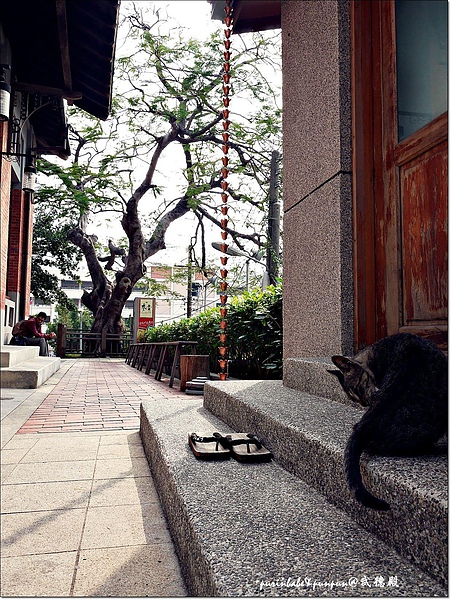 27貓2.JPG