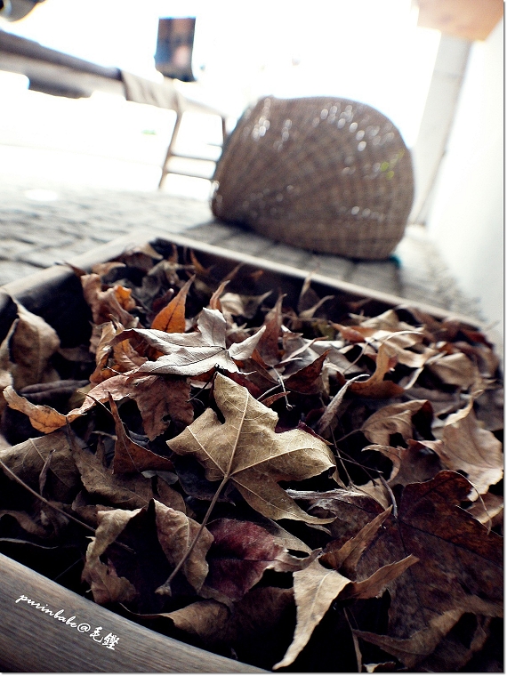 26落葉 26落葉