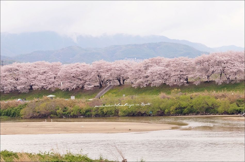 5遠眺背割堤1 5遠眺背割堤1