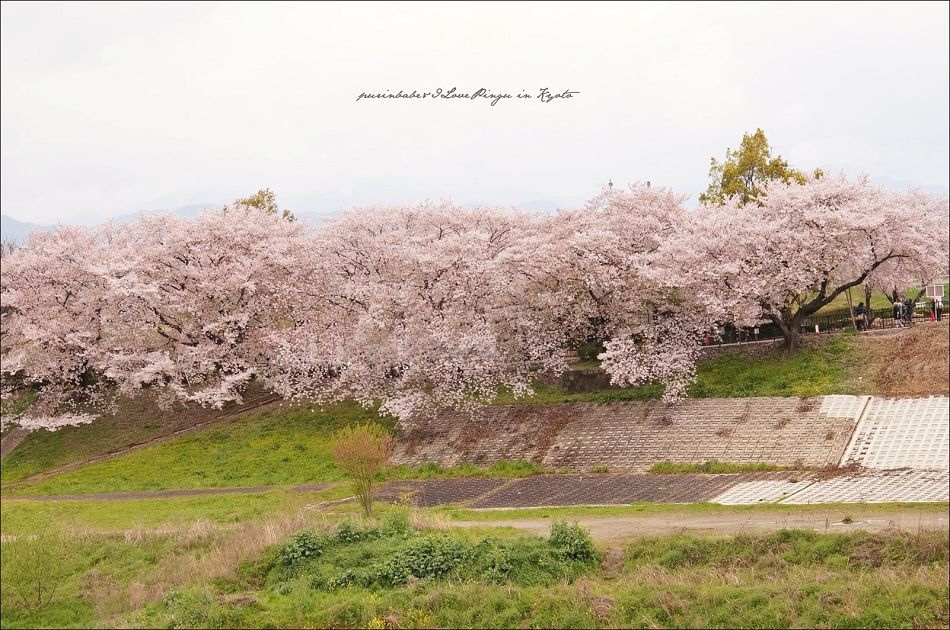 6遠眺背割堤2 6遠眺背割堤2