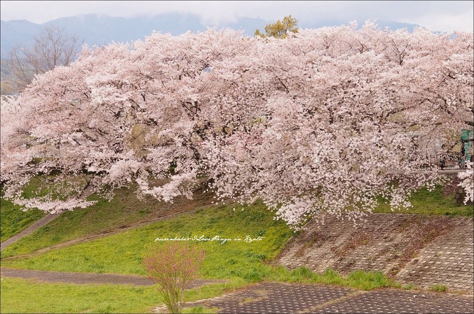 7遠眺背割堤3 7遠眺背割堤3