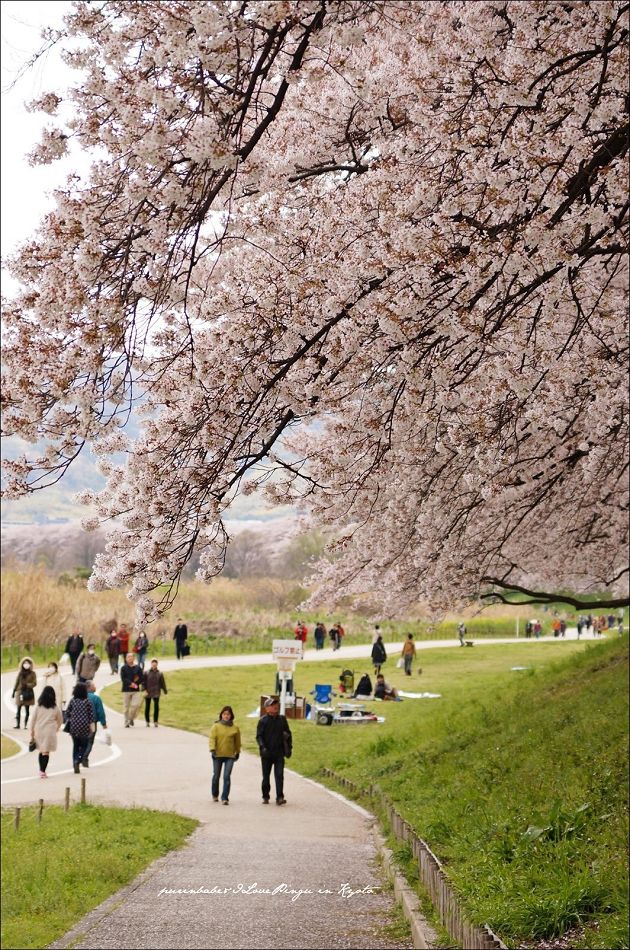 23背割堤一隅3 23背割堤一隅3