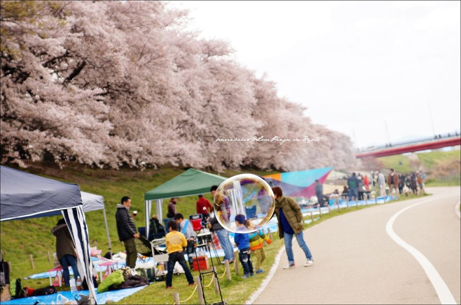 25背割堤一隅5 25背割堤一隅5