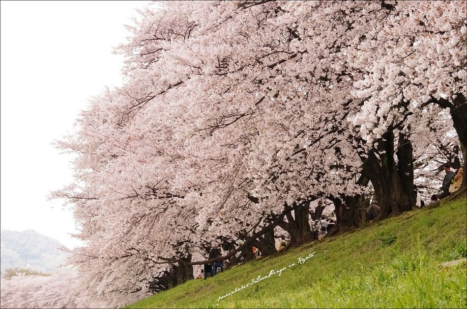 21背割堤一隅1 21背割堤一隅1