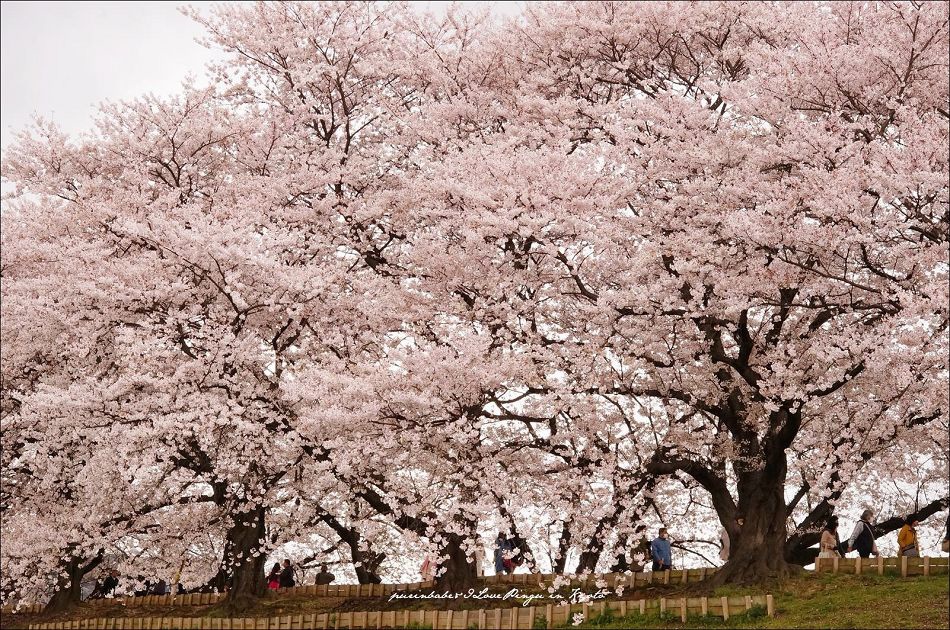 22背割堤一隅2 22背割堤一隅2