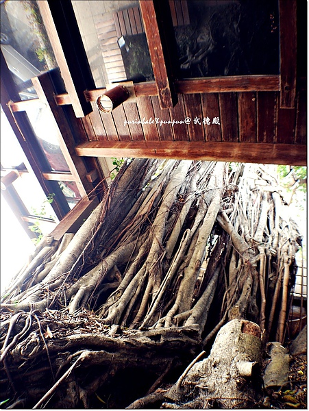 8樹根.JPG