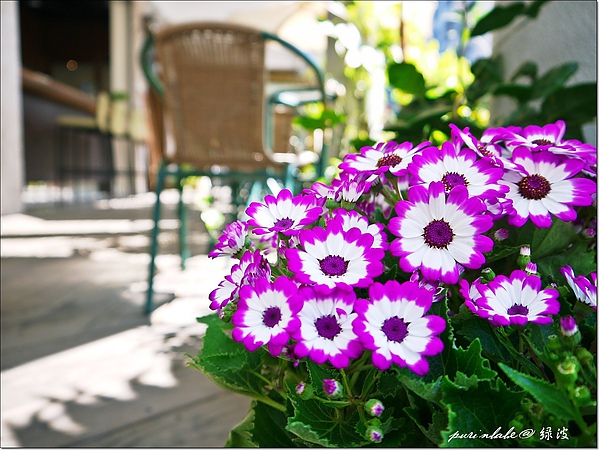 4盆栽.jpg 4盆栽.jpg