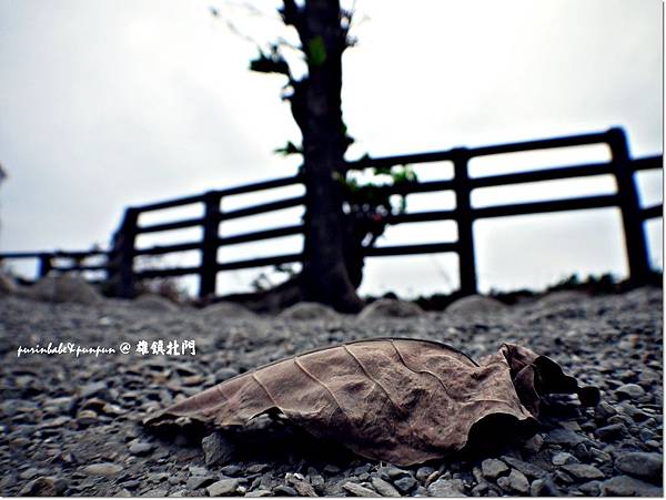 6落葉.JPG 6落葉.JPG