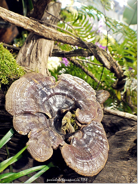 9靈芝.jpg 9靈芝.jpg