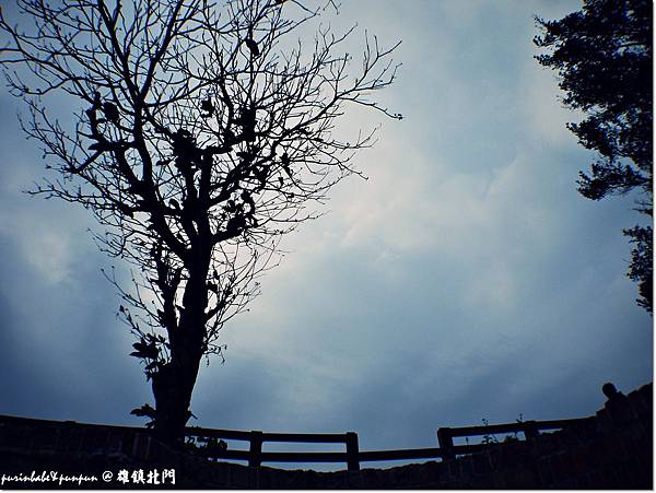 5枯樹.JPG 5枯樹.JPG
